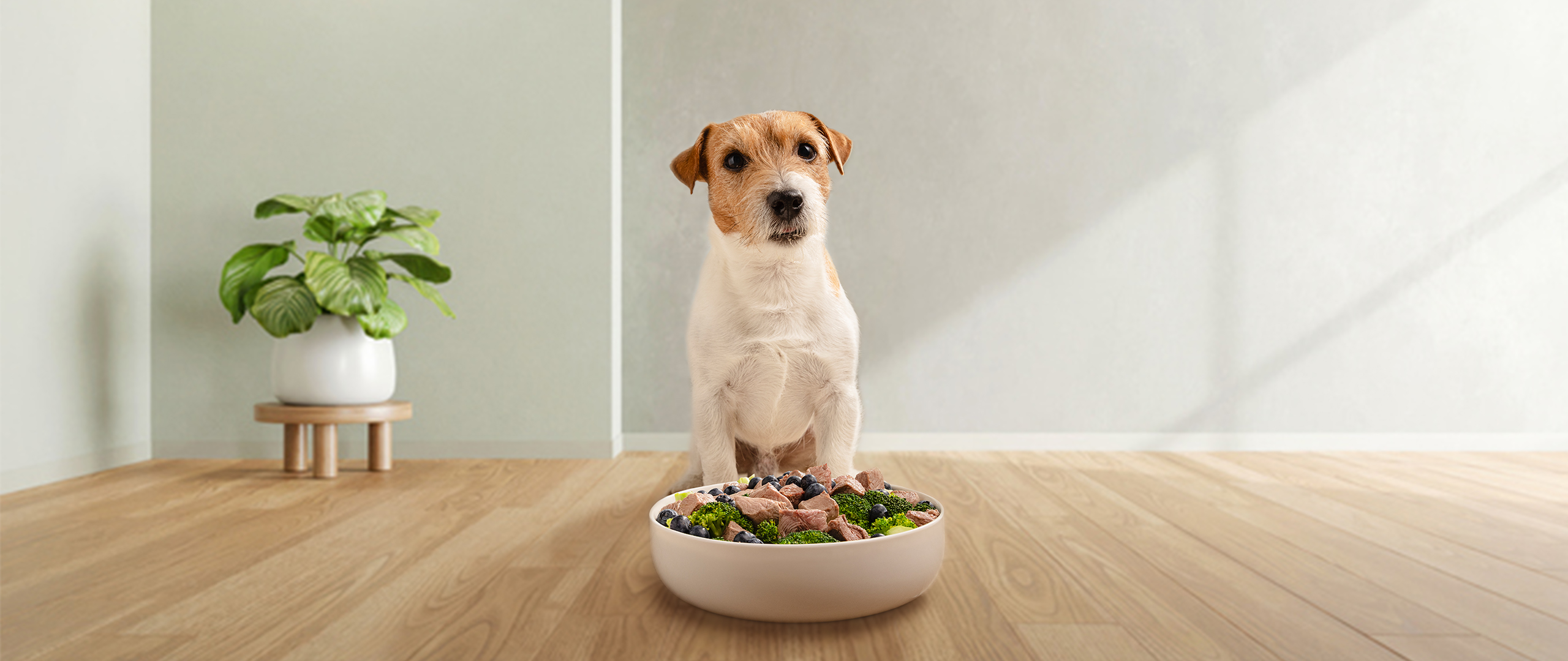 Hund sitzt vor Napf mit frischem selbstgekochtem Hundefutter