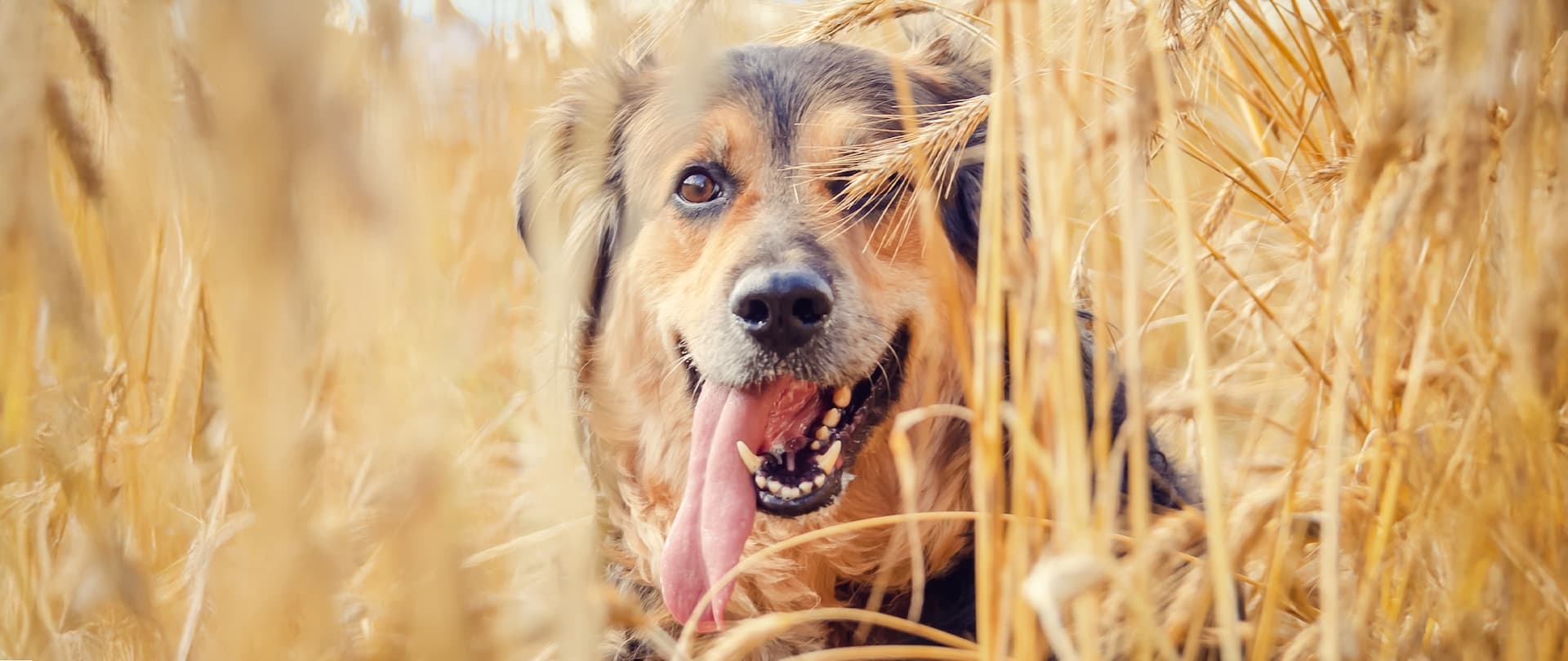 Glücklicher Hund im Getreidefeld – Symbol für gesunde Ernährung mit selbstgemachten Hundekeksen