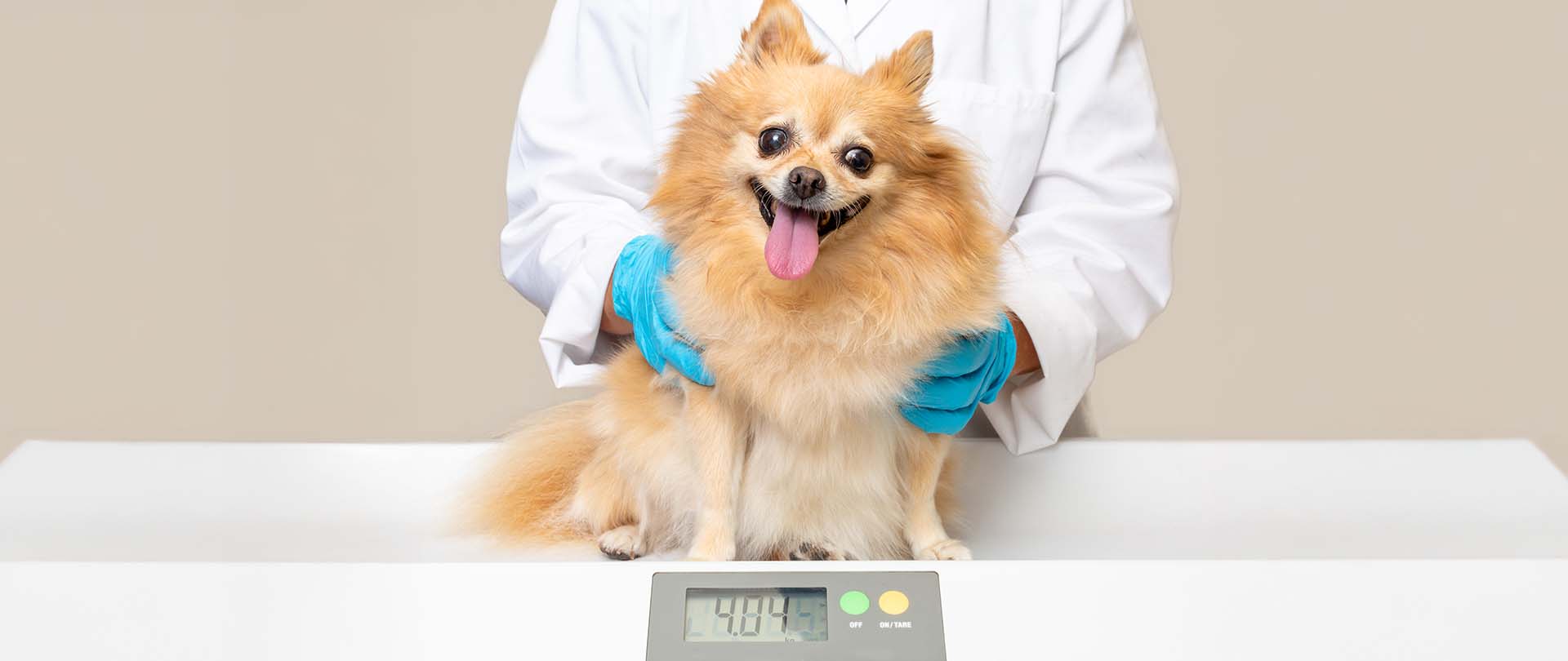 Hund wird abgetastet zur BCS-Bestimmung und Idealgewicht