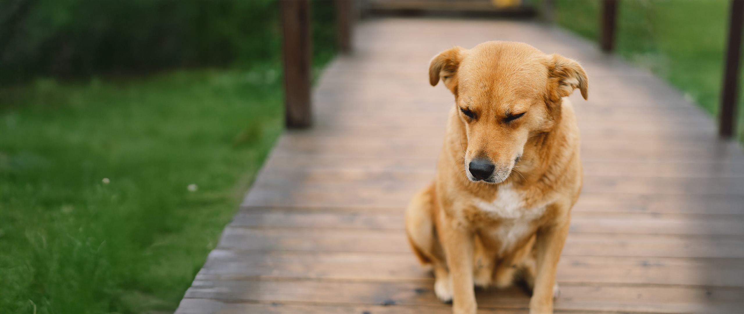 Futtermittelunverträglichkeit beim Hund erkennen und richtig füttern