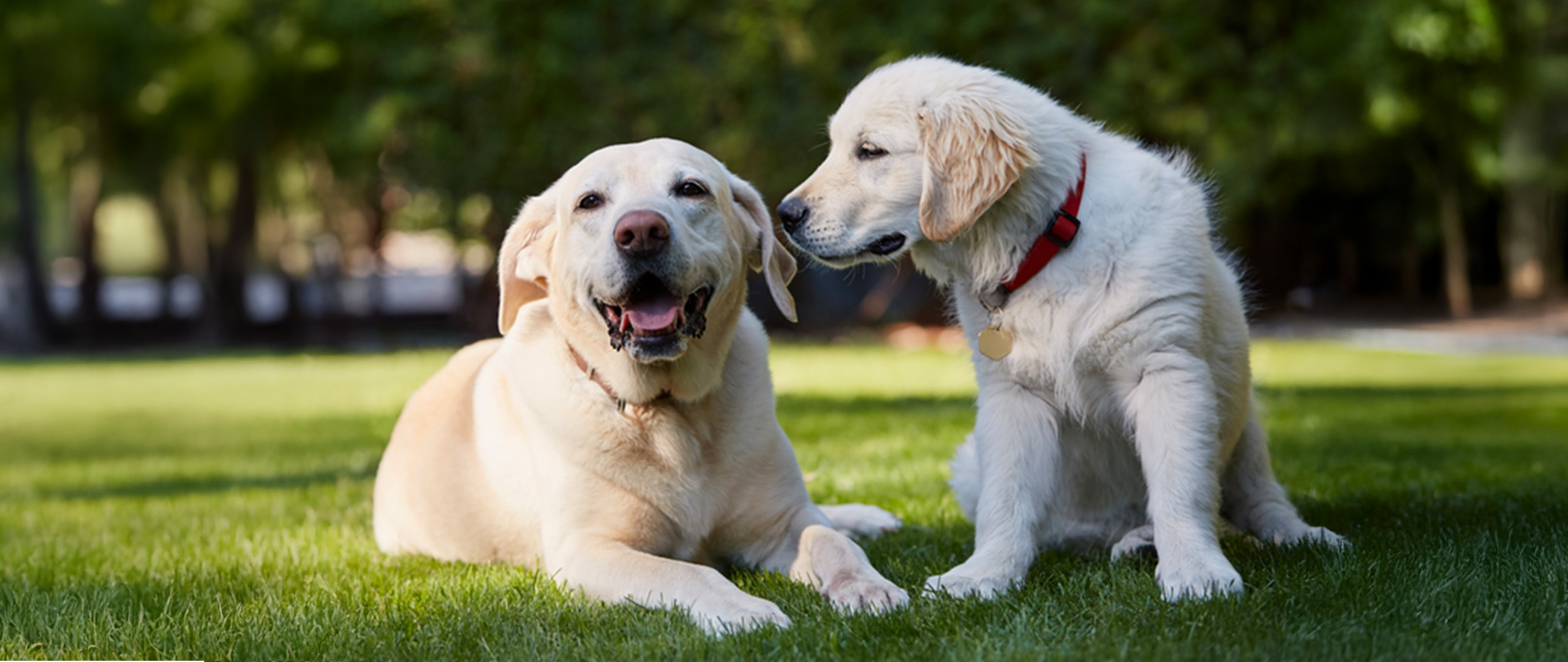 Welpe und älterer Hund liegen gemeinsam auf einer Wiese – Symbolbild für unterschiedliche Ernährungsbedürfnisse