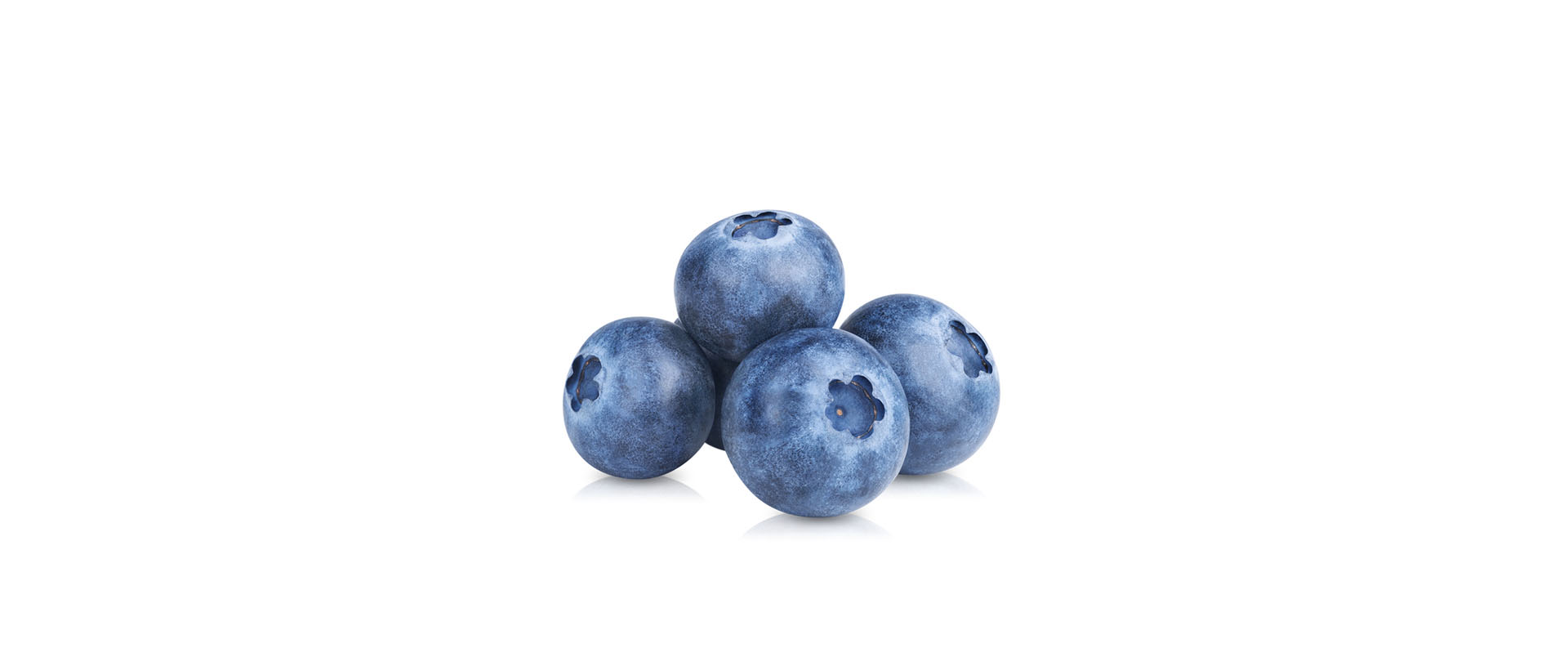 Frische Blaubeeren als gesunder Snack für Hunde  