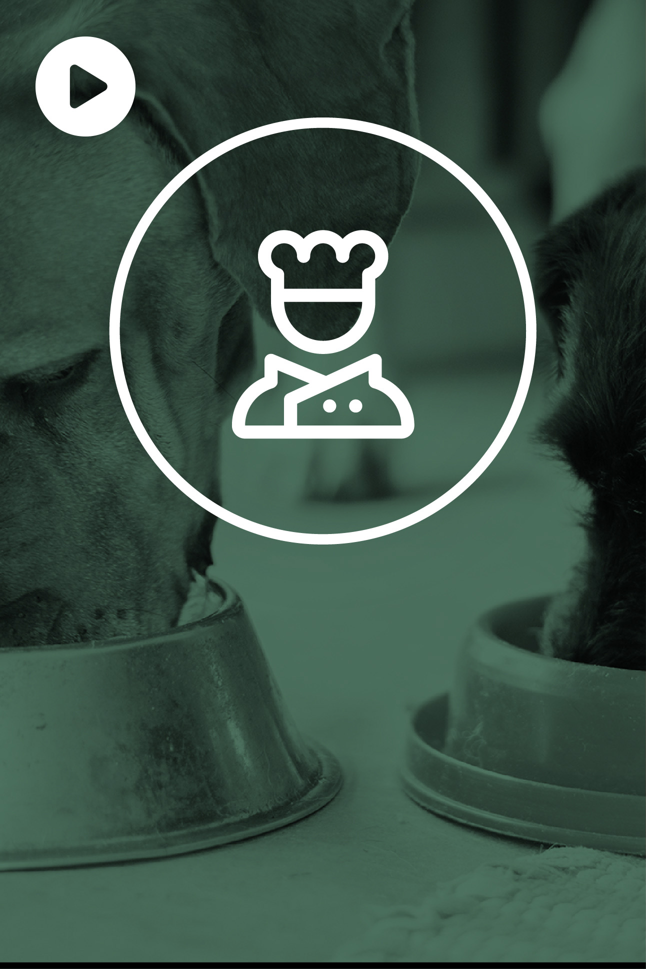Berry Smoothie: A Tasty Dog-Friendly Treat - Cooking Video | LuckyChef - Dog Smoothie Recipes For Hot Summer Days With Bananas