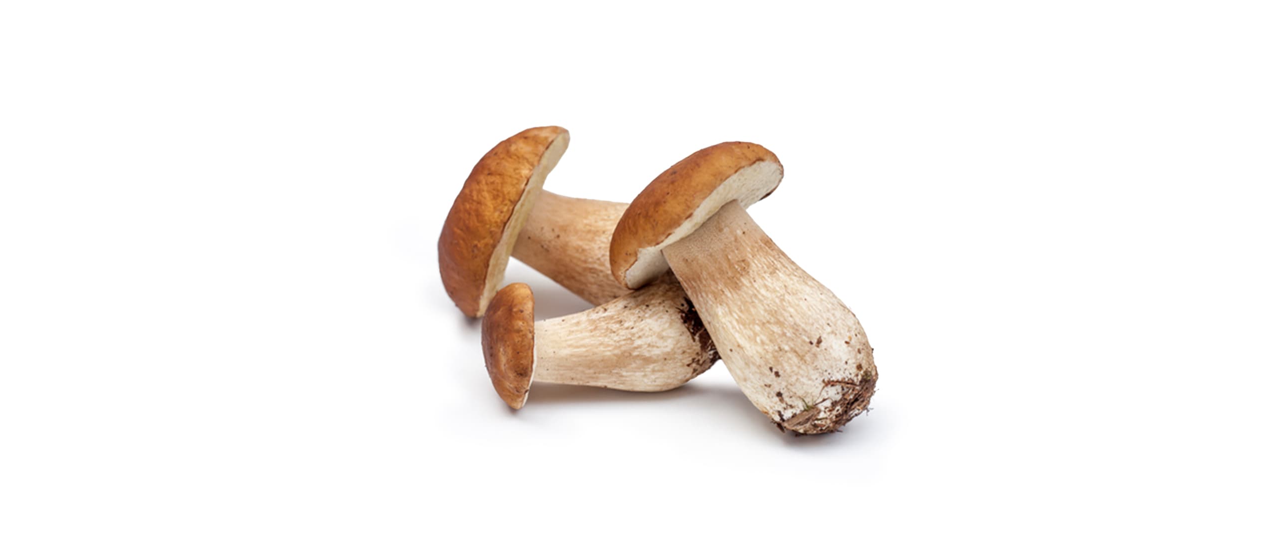 Pilze