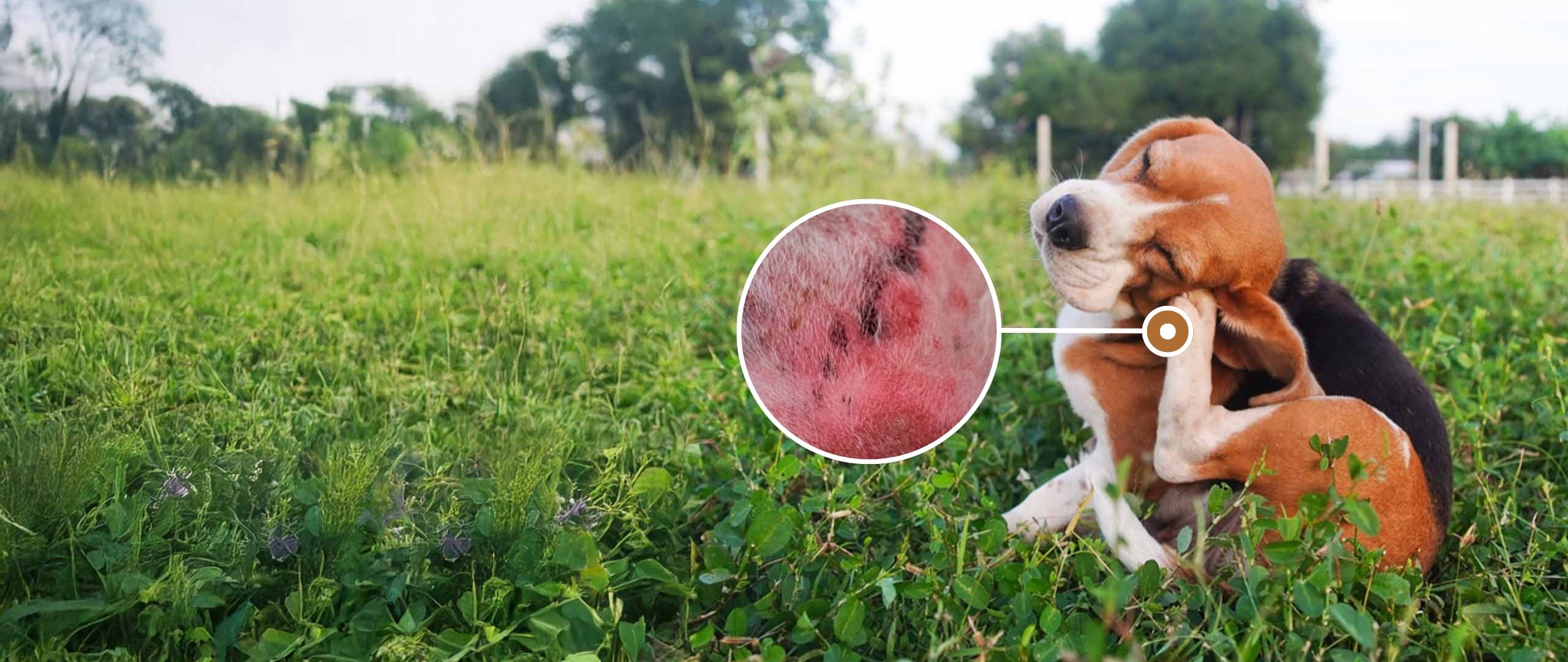 Hund mit Futterallergie kratzt sich, Detailaufnahme entzündete Hautstelle