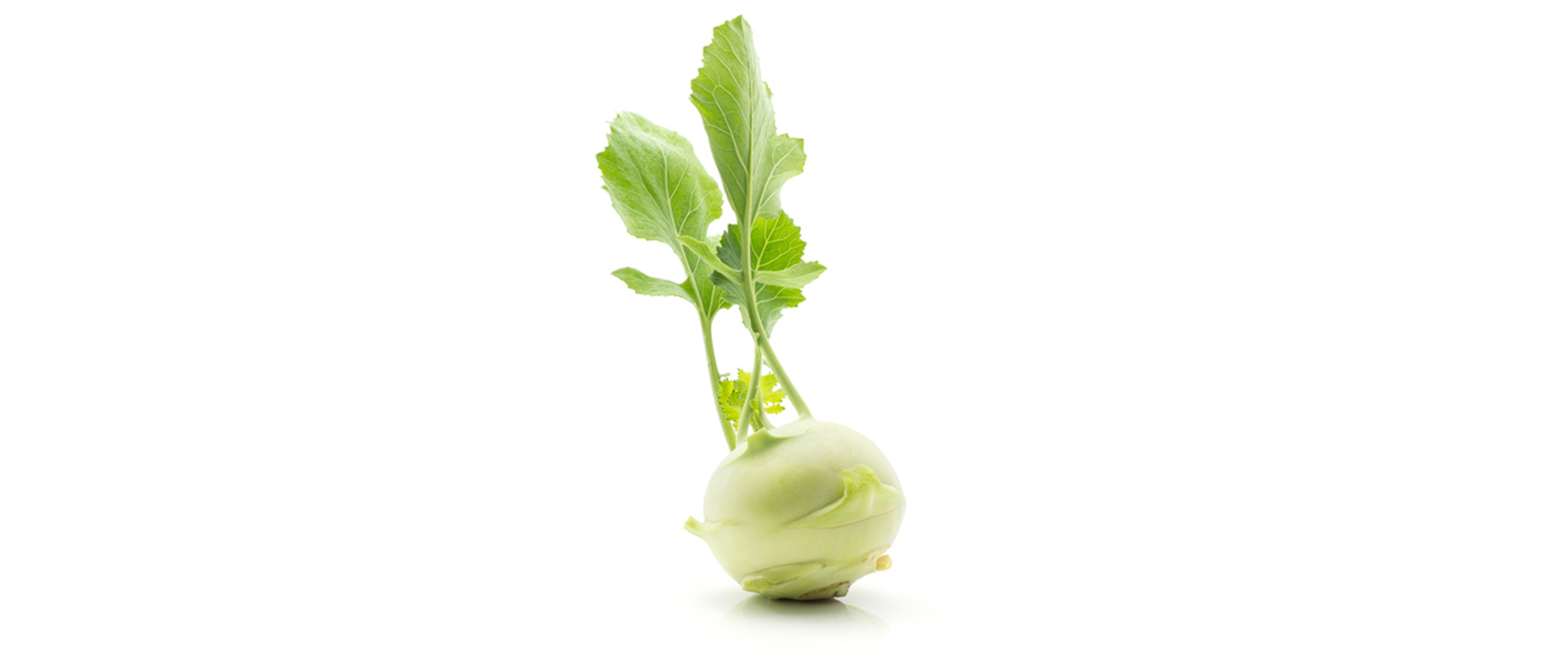 Frischer Kohlrabi mit Blättern – gut bekömmliches Gemüse für Hunde in kleinen Mengen