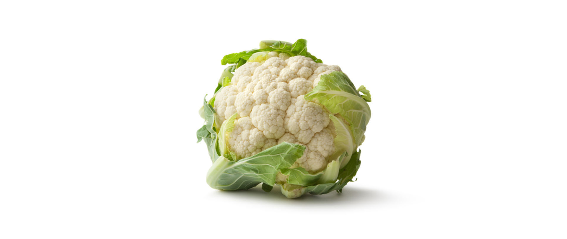 frischer Blumenkohl auf weißem Hintergrund für Hundeernährung